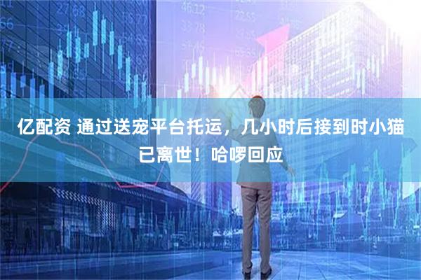 亿配资 通过送宠平台托运,几小时后接到时小猫已离世!哈啰回应